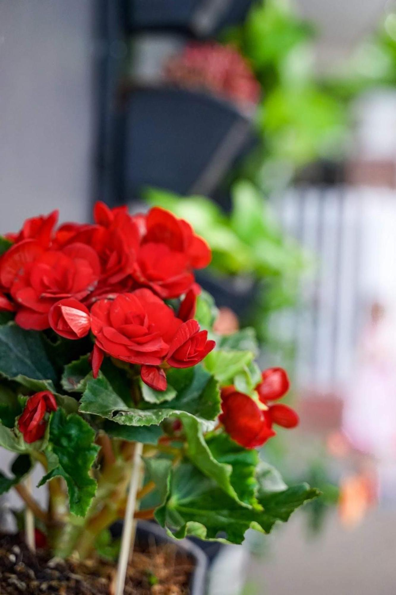 Local White House - Ecofriendly Homestay ดานัง ภายนอก รูปภาพ